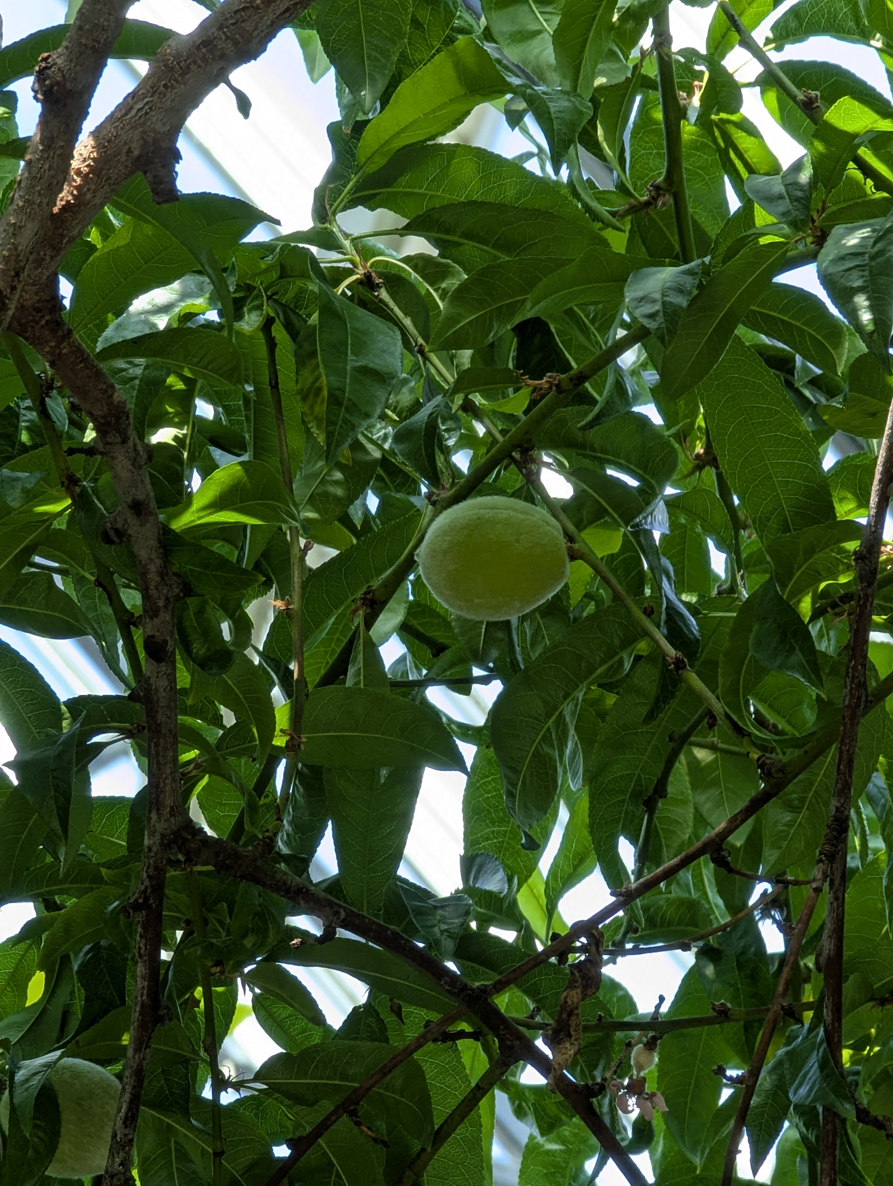 Birthday Trip to Canada, Edmonton, Pyramids, Muttart Observatory